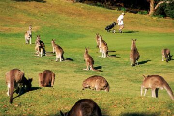 KANGAROOS ON GOLF COURSE, VICTORIA, AUSTRALIA