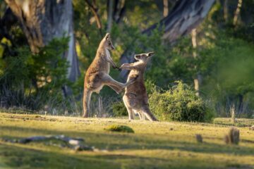 Macropus giganteus – Eastern Grey Kangaroo in Tasmania in Australia