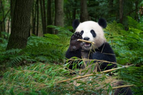 Great Panda bear sitting at the rainforest