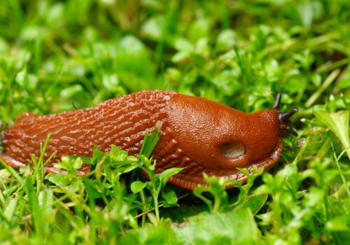 Spansk skogssnigel, mördarsnigel (Arion vulgaris).