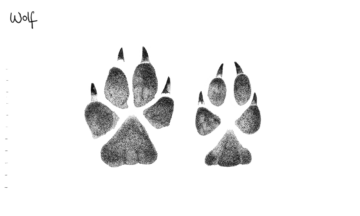 Blyertstecknad illustration på vargspår med texten "Wolf" i övre vänstra hörnet.