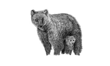 En illustration av en vuxen brunbjörn med sin unge.