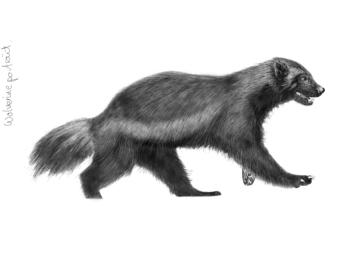 En svartvit illustration av en järv som går.