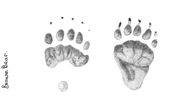 Illustration av björnens tassavtryck.