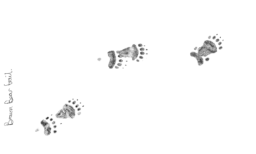 Illustration av björnspår.
