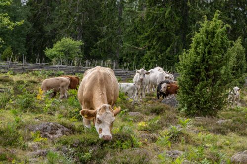 kor på naturbete