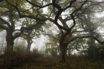 20151015_hammarskog_0126-Eko2-24