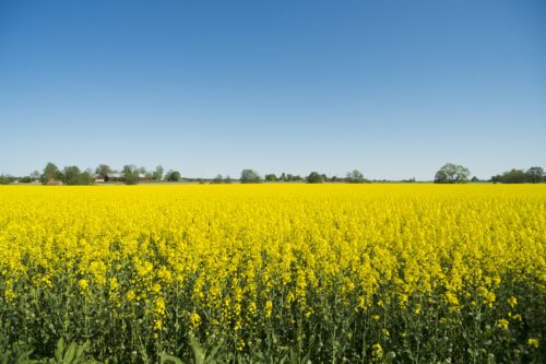 En ny WWF- rapport visar att medlemsländerna i EU spenderar mer än 34 miljarder euros årligen på subventioner som är skadliga för naturen. Foto: Getty Images