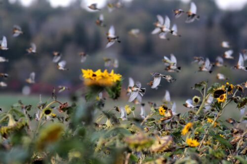 Bergfinkar flyger över solrosor Hidinge oktober 2018 foto Petter Haldén Bergfinkar flyger över solrosorna som växer i de odlade fältkanterna i Hidinge. Foto: Petter Haldén