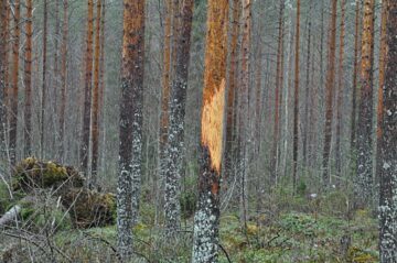 hirvi-mannyn-kuorisyonnos_juha_pekka_hotanen-1024×680 hirvi-mannyn-kuorisyonnos_juha_pekka_hotanen-1024×680