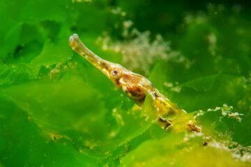 Syngnathus Acus