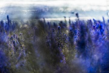 Klintehamn, Gotland