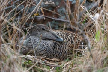 Common eider (Somateria mollissima).