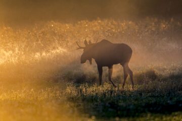 Moose (Alces alces) walking in fog in Finland. Sumu, hirvi. En älg går över ett fält i gyllene solljus, det ser ut att vara morgon.