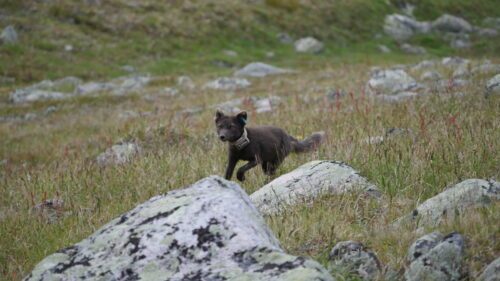 Vuxen fjällräv med mörk päls, GPS-halsband och öronmärkning står bland gräs och stenar i ett fjällandskap under barmarkssäsong.