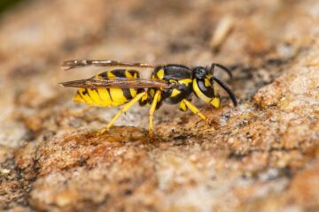 German wasp (Vespula germanica).
