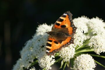 Small tortoiseshell Small tortoiseshell