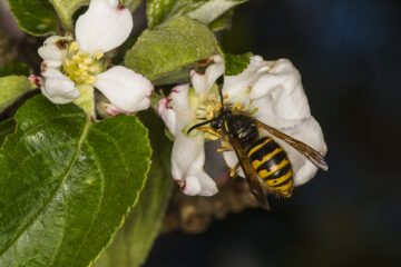 Saxon wasp (Dolichovespula saxonica), queen visiting an apple blossom.