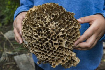 Larvae cells from an abandoned European hornet (Vespa crabro) nest.