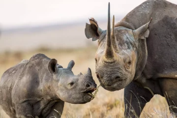 spetsnoshorningar-tjuvskytte-kenya Spetsnoshörning, hona med unge.