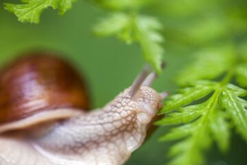 Edible snail, Stockholm Archipelago, Sweden