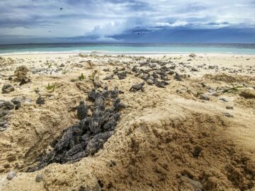 Baby loggerhead turtles hatching