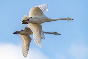 Whooper swan (Cygnus cygnus).
