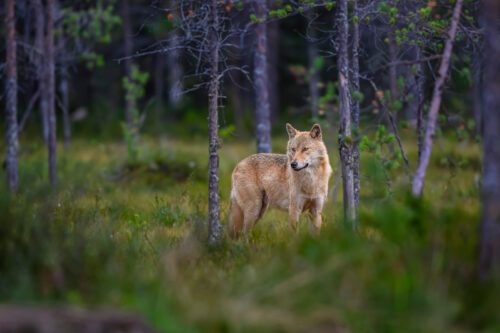 En varg, alfahona, står i en tät skog, omgiven av barrträd och högt grönt gräs.