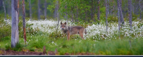 Vargen är ett av rovdjuren i fokus i WWFs satsning. Bilden är tagen av Ola Jennersten och visar en varghona (alfahona) i Finland.