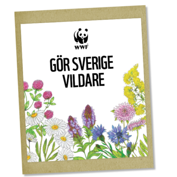 Fin fröpåse med vilda ängsblommor . Fröerna räcker till 5 vilda kvadratmeter och är speciellt utvalda för att bidra till den biologiska mångfalden och hjälpa våra vilda pollinatörer.