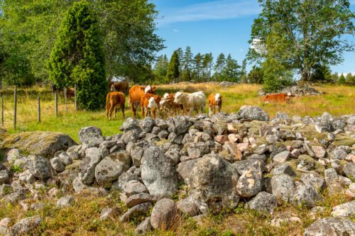Natural grazing grounds with grazing cows (Bos taurus).