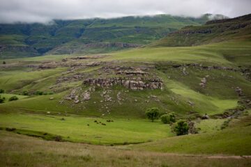 The Eastern Cape Grasslands. A field where you can see mountain terrain and cattle grazing