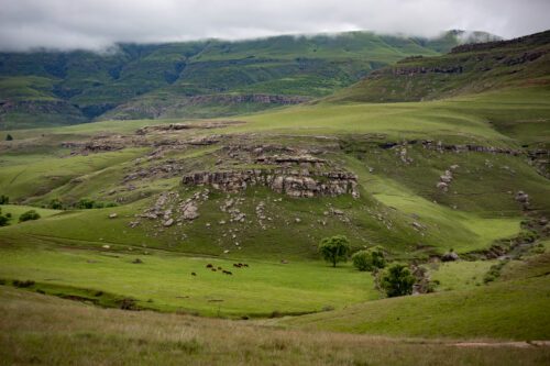 The Eastern Cape Grasslands. A field where you can see mountain terrain and cattle grazing