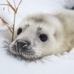 Grey seal