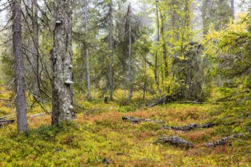 Old-growth forest in Pajala, Norrbotten