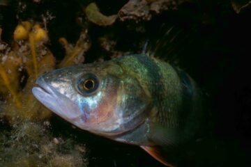 Abborre Perca fluviatilis (C) Johan Björklund