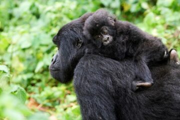 En bergsgorilla och en unge sitter i grön vegetation, ungen vilar på moderns rygg med stora, bruna ögon.