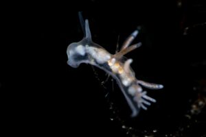 Brackvattennuding Tenellia adspersa (C) Johan Björklund
