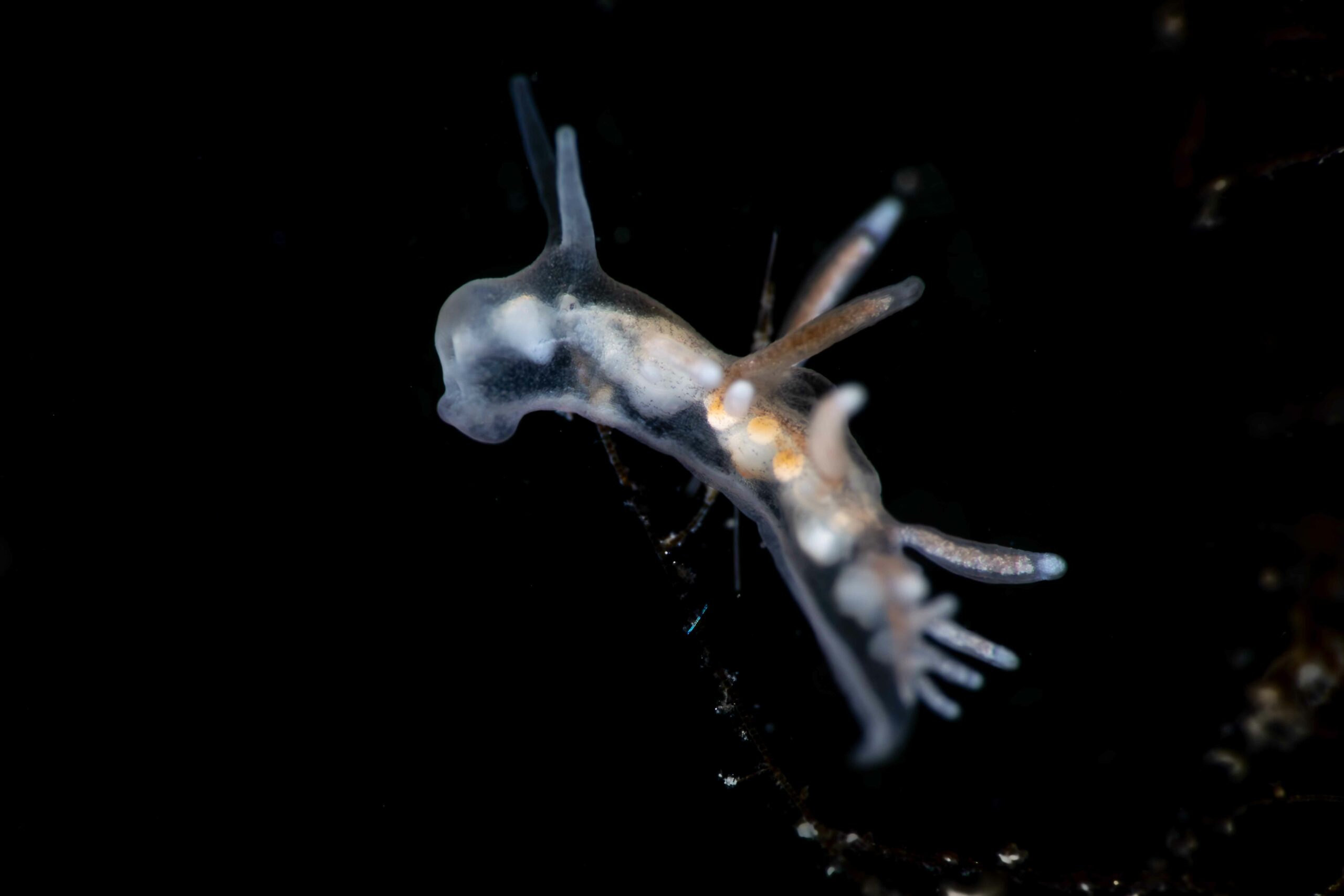 Brackvattennuding Tenellia adspersa (C) Johan Björklund