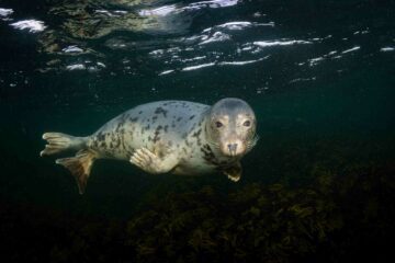 Gråsäl Halichoerus grypus (C) Johan Björklund