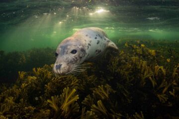 Gråsäl Halichoerus grypus (C) Johan Björklund