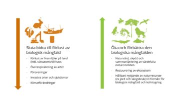 Hemsida – bild