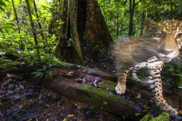 [EMBARGOED until 2019-06-14] Mission Jaguar Guyane