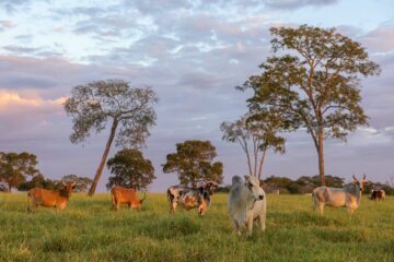 Cattle ranchingMato Grosso do Sul, Brazil