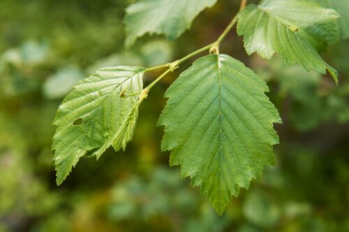 A grey alder (Alnus incana) (Betulaceae), leaves.