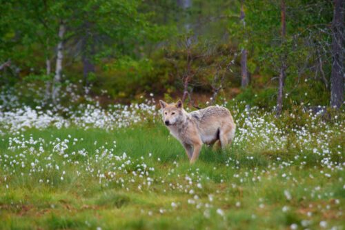 Vargituvull_Ola_Jennersten_WW255036.jpg WWF är kritiska till att regeringen vill sänka referensvärdet på varg från 300 till 170 individer i Sverige. Foto: Ola Jennersten