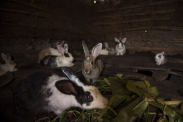_DSC1491