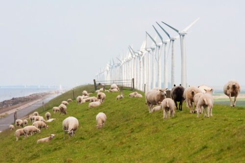 Grazing,Sheep,Near,Windmills,Along,A,Dike,In,The,Netherlands