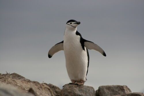 Chinstrap penguin, Antarctica