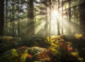Solen strålar skiner genom höga tallträd, i förgrunden syns flera ormbunkar.